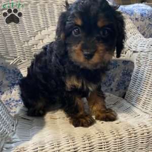 Pirate, Cavapoo Puppy